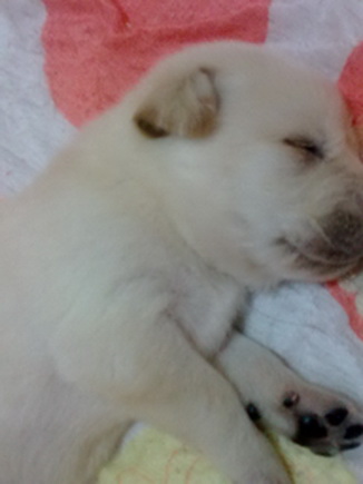 เปิดจองลูกลาบราดอร์สีเหลืองตัวผู้ สายแชมป์ พันธุ์แท้ รูปที่ 1