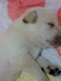 รูปย่อ เปิดจองลูกลาบราดอร์สีเหลืองตัวผู้ สายแชมป์ พันธุ์แท้ รูปที่1