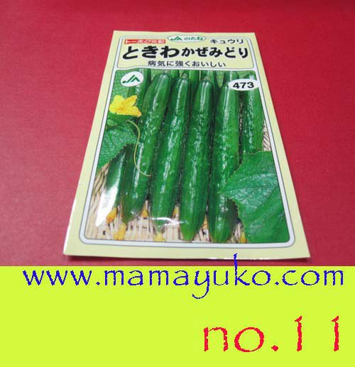 ขายเมล็ดผักสลัด ผักญี่ปุ่น หัวทิวลิป รูปที่ 1