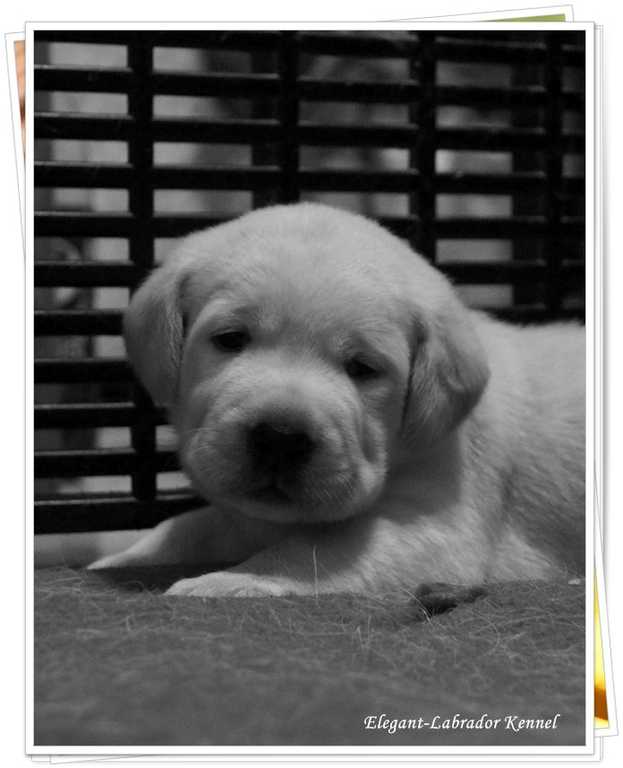 Elegant-Labrador Kennel ชมภาพลาบราดอร์น่ารักๆ ที่Facebookของเราครับ รูปที่ 1