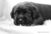 รูปย่อ Elegant-Labrador Kennel ชมภาพลาบราดอร์น่ารักๆ ที่Facebookของเราครับ รูปที่3