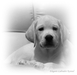 รูปย่อ Elegant-Labrador Kennel ชมภาพลาบราดอร์น่ารักๆ ที่Facebookของเราครับ รูปที่6