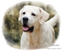 รูปย่อ Elegant-Labrador Kennel ชมภาพลาบราดอร์น่ารักๆ ที่Facebookของเราครับ รูปที่5