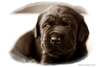 รูปย่อ Elegant-Labrador Kennel ชมภาพลาบราดอร์น่ารักๆ ที่Facebookของเราครับ รูปที่2