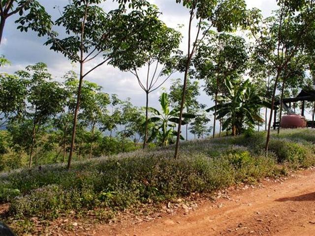 ที่ดินสวย 1,000 ไร่ เพชรบูรณ์(1000 Rai beautiful Phetchabun)  รูปที่ 5