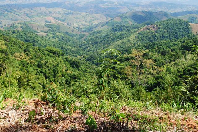 ที่ดินสวย 1,000 ไร่ เพชรบูรณ์(1000 Rai beautiful Phetchabun)  รูปที่ 4