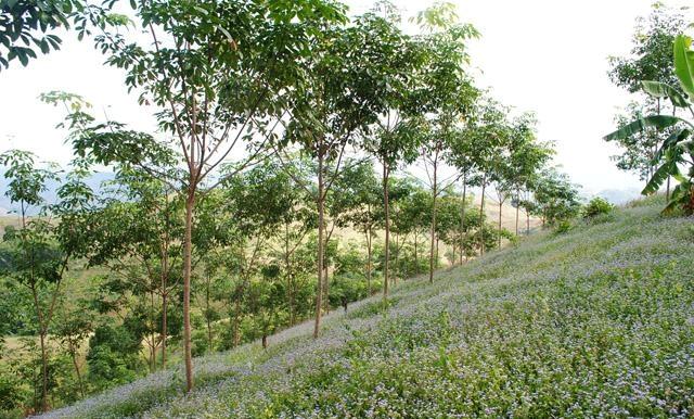 ที่ดินสวย 1,000 ไร่ เพชรบูรณ์(1000 Rai beautiful Phetchabun)  รูปที่ 6