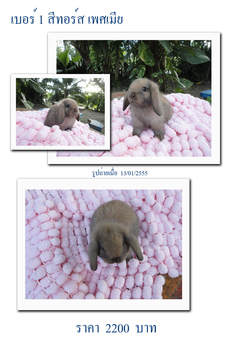 กระต่าย Holland lop รูปที่ 2