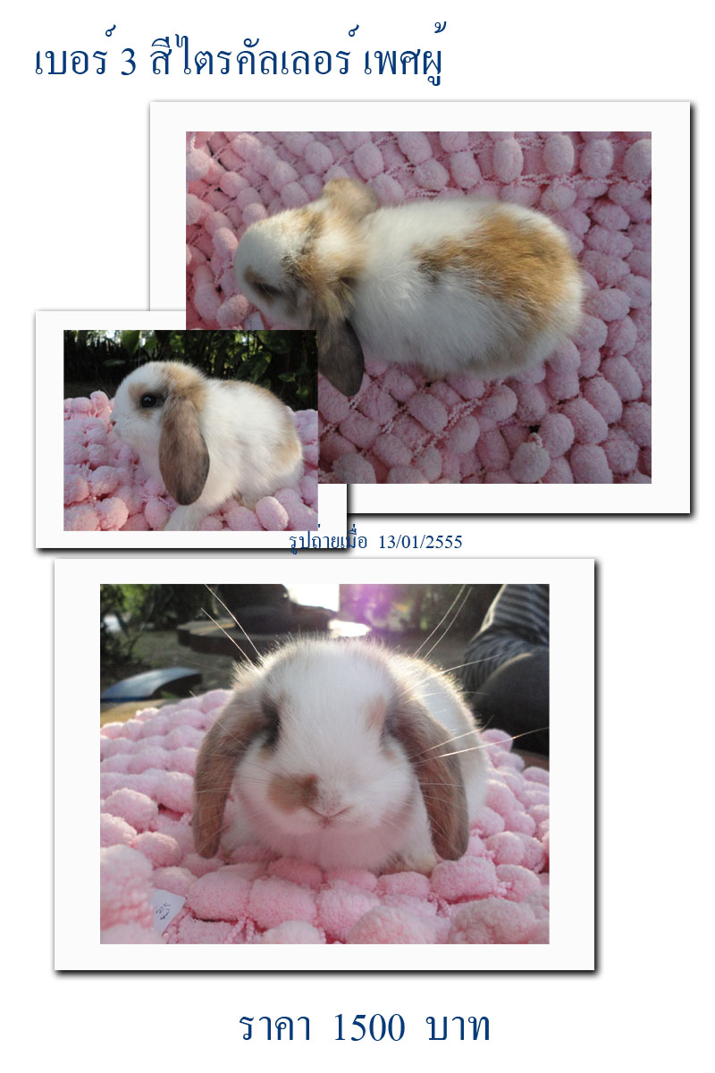 กระต่าย Holland lop รูปที่ 4