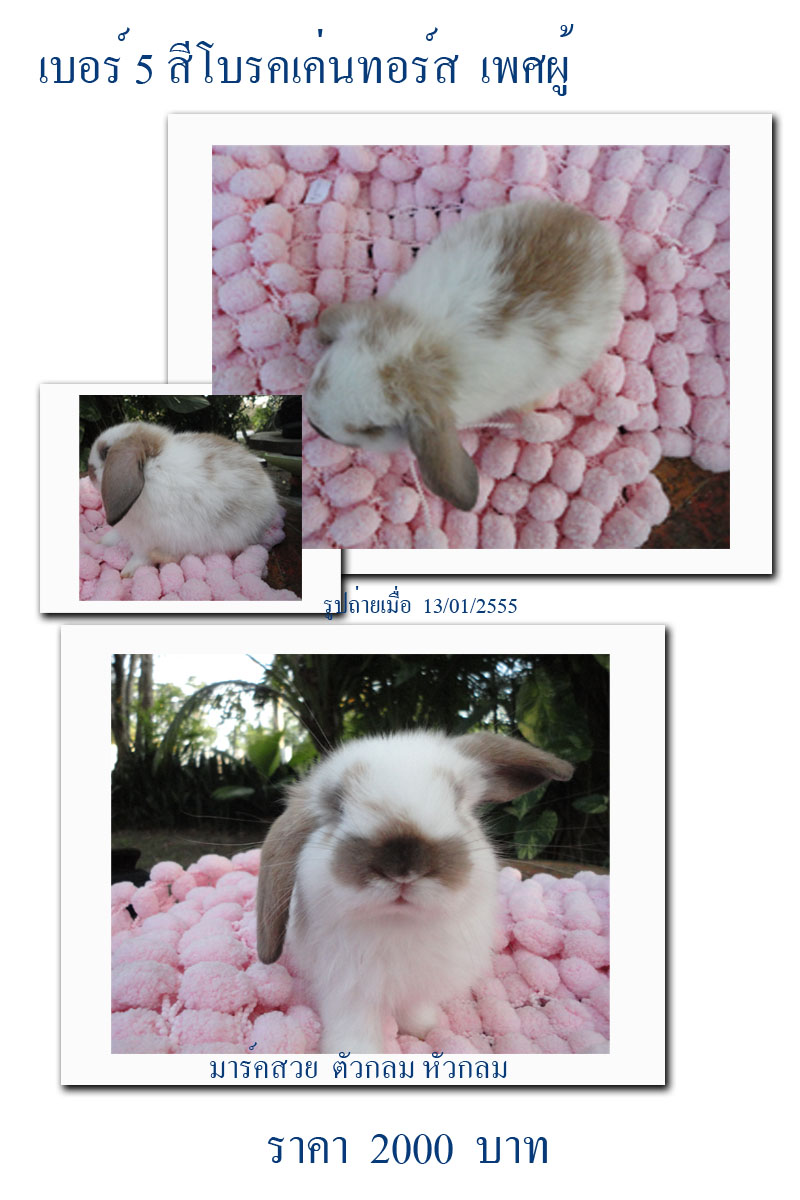 กระต่าย Holland lop รูปที่ 6