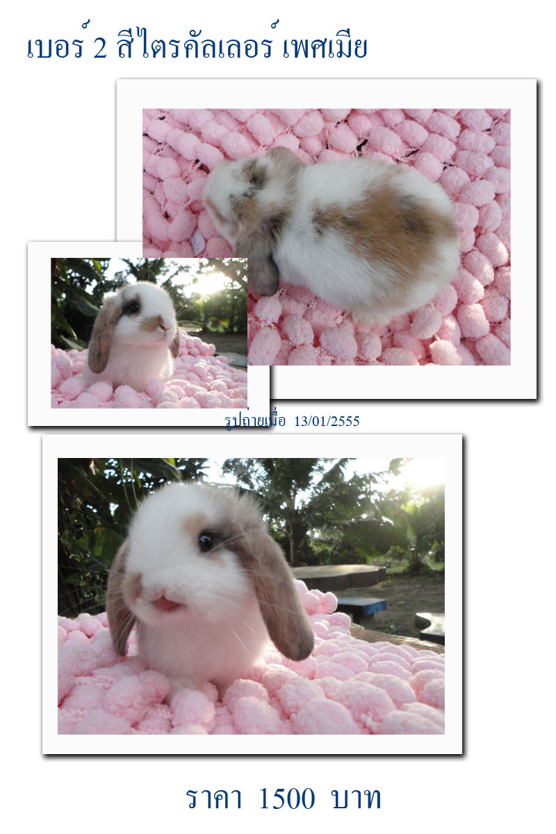 กระต่าย Holland lop รูปที่ 3