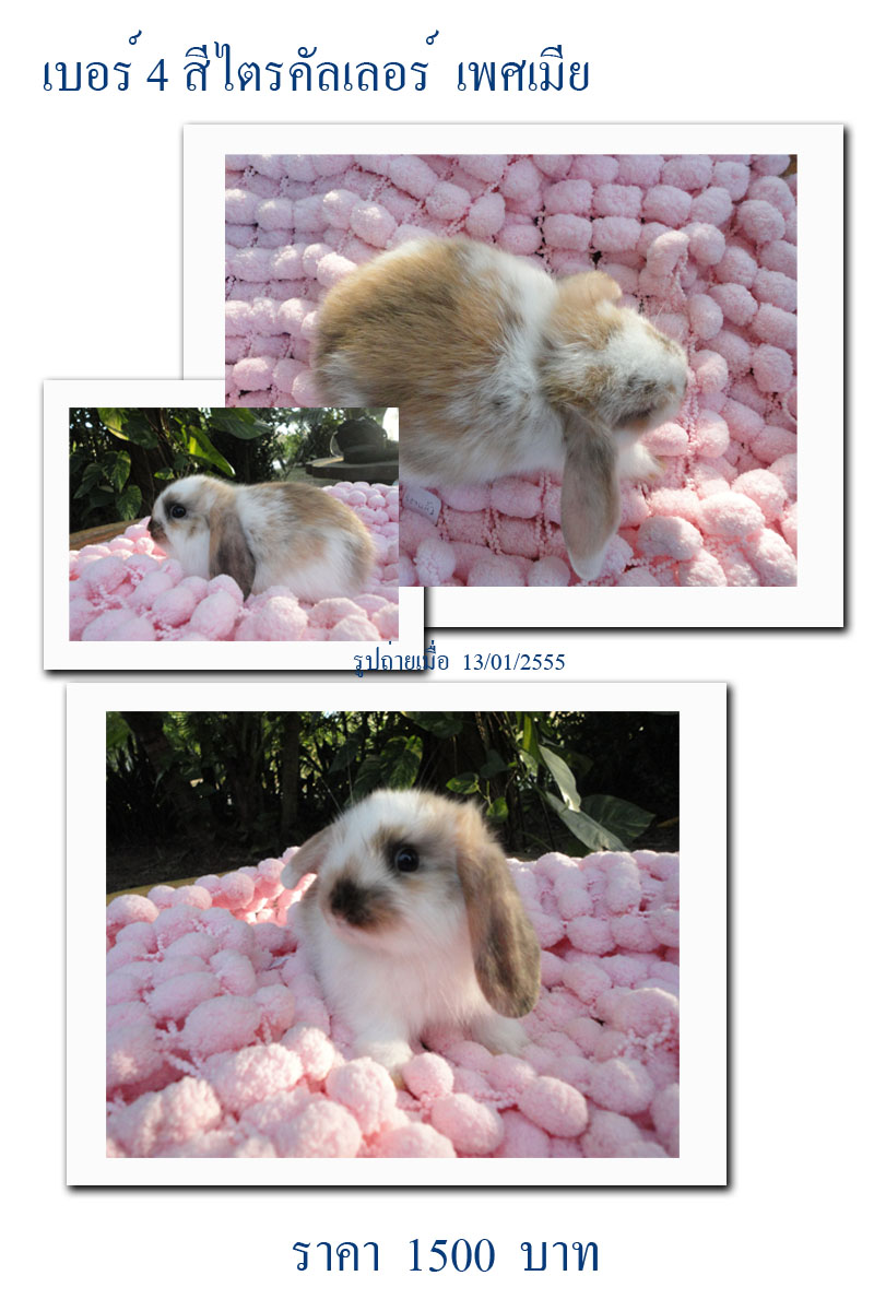 กระต่าย Holland lop รูปที่ 5