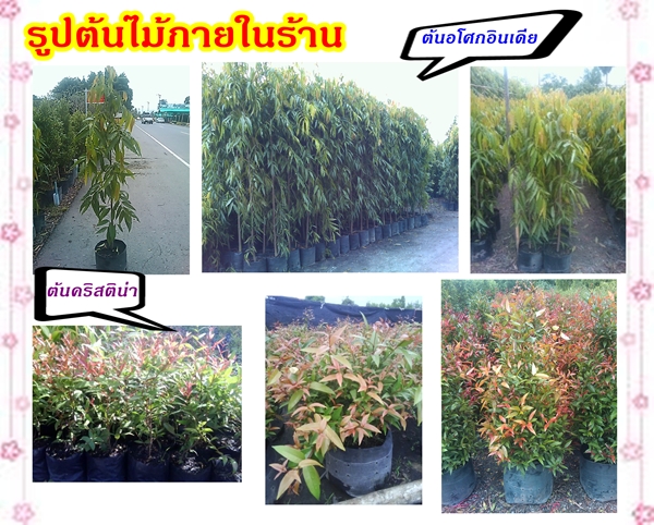 ต้นไม้ ทำรั้วสีเขียวสวยๆ > ต้นอโศกอินเดีย ขายอโศกอินเดีย ชาดัด ชาฮอกเกี้ยน ไทรเกาหลี  ติดต่อ 081-5886342 (ปทีป) รูปที่ 3