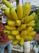 รูปย่อ จำหน่ายพันธุ์กล้วยแปลก กว่า220 ชนิด ทั้งปลีกและส่ง รูปที่1
