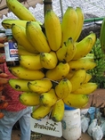 จำหน่ายพันธุ์กล้วยแปลก กว่า220 ชนิด ทั้งปลีกและส่ง