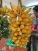 รูปย่อ จำหน่ายพันธุ์กล้วยแปลก กว่า220 ชนิด ทั้งปลีกและส่ง รูปที่2