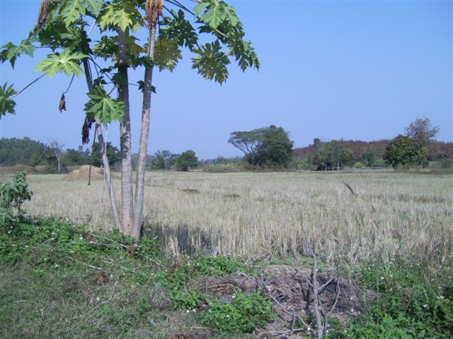 ที่ดินโฉนด 62 ไร่ เชียงราย(62 rai plot of land in Chiang Rai)  รูปที่ 5