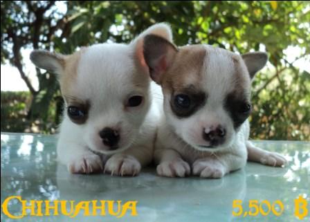 ชิวาวา น่ารักจัง รูปที่ 1