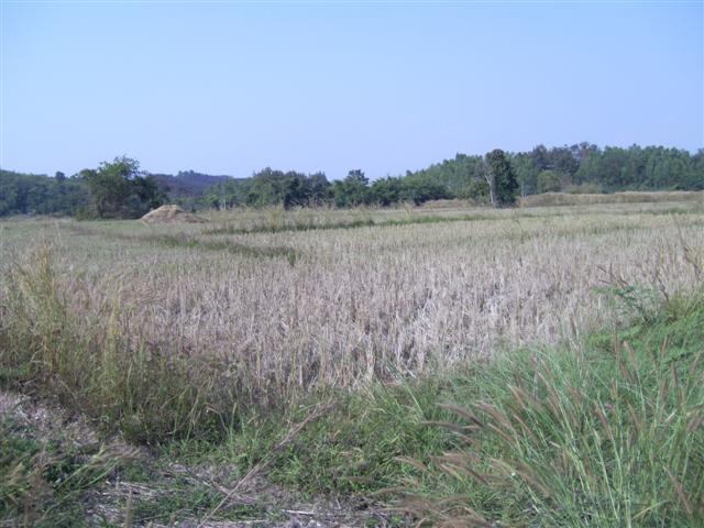 ที่ดินโฉนด 62 ไร่ เชียงราย(62 rai plot of land in Chiang Rai)  รูปที่ 2