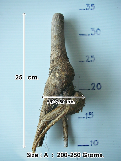 จำหน่ายบอนไซ (Brachychiton australis) รูปที่ 1