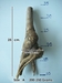 รูปย่อ จำหน่ายบอนไซ (Brachychiton australis) รูปที่1