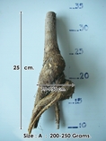 จำหน่ายบอนไซ (Brachychiton australis)