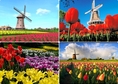 EURD43A-TULIP FESTIVAL 1สวนเคอเคนฮอฟ (เทศกาลดอกทิวลิป) เบลเยี่ยม เนเธอร์แลนด์ 8 วัน โดยสายการบินไทย