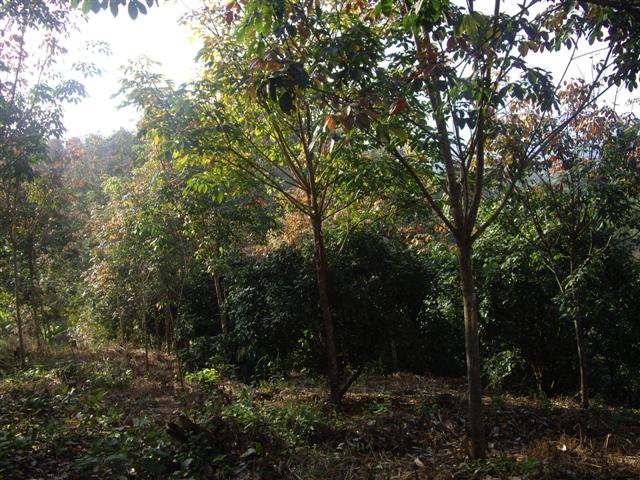 สวนยางพารา 20 ไร่ เชียงใหม่(20 rai of rubber plantation in Chiang Mai)  รูปที่ 4