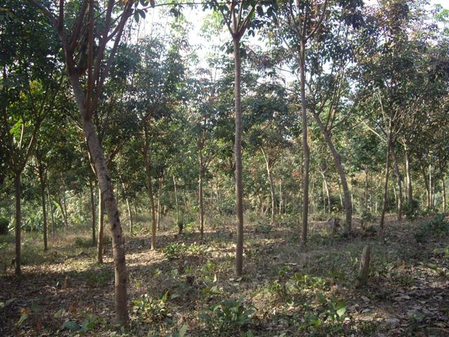 สวนยางพารา 20 ไร่ เชียงใหม่(20 rai of rubber plantation in Chiang Mai)  รูปที่ 3