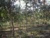 รูปย่อ สวนยางพารา 20 ไร่ เชียงใหม่(20 rai of rubber plantation in Chiang Mai)  รูปที่3