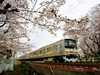 รูปย่อ ชมซากุระบานที่ "สวนอุเอโนะ" เที่ยว 2 สวนสนุกสุดคุ้ม!! Sakura 2 Theme Parks 6 วัน 4 คืน (TG) รูปที่4