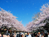 รูปย่อ ชมซากุระบานที่ "สวนอุเอโนะ" เที่ยว 2 สวนสนุกสุดคุ้ม!! Sakura 2 Theme Parks 6 วัน 4 คืน (TG) รูปที่1
