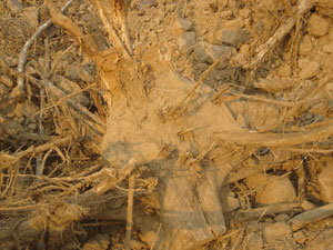 ขาย ตอไม้สัก รากไม้สัก รูปที่ 4