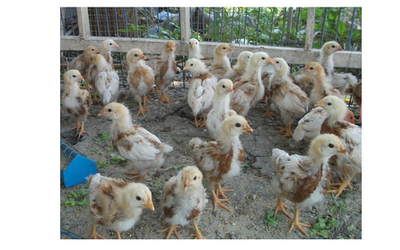 ไก่ไข่รุ่นอายุเดือนครึ่ง อยู่ไทรน้อย นนทบุรี รูปที่ 1