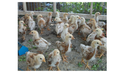 ไก่ไข่รุ่นอายุเดือนครึ่ง อยู่ไทรน้อย นนทบุรี
