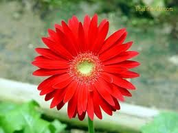 เยอบีร่ากระถาง รูปที่ 2