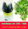 ชุดปลูกผัก โมโรเฮยะ จาก Mamayuko.com