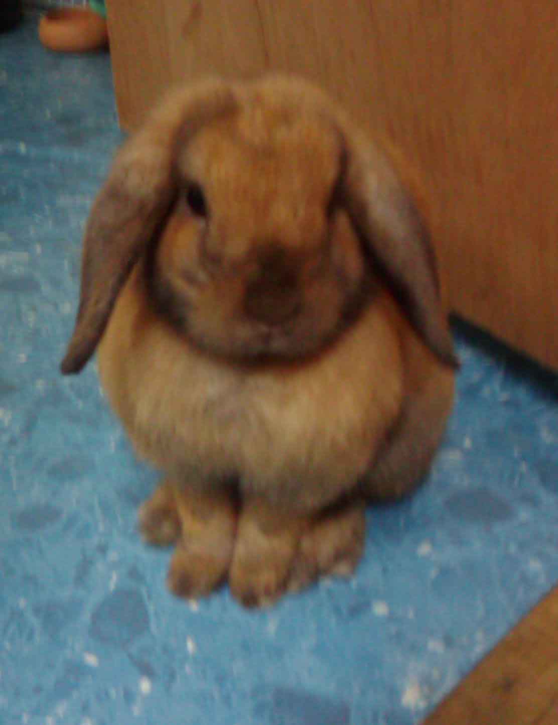 Holland Lop 100% สี TRICOLOR น่ารักๆ สีหายาก ราคาเบาๆ รูปที่ 3