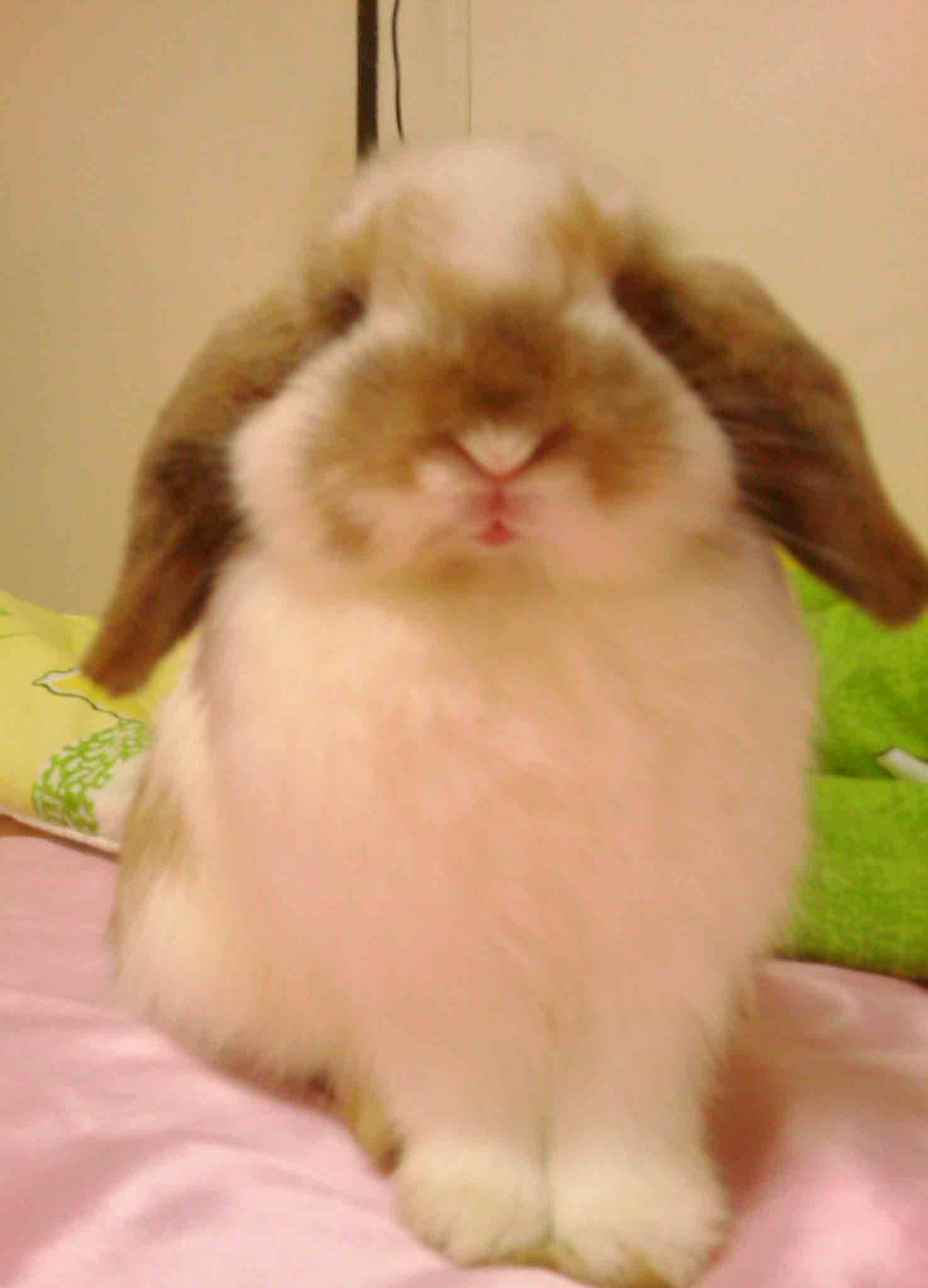 Holland Lop 100% สี TRICOLOR น่ารักๆ สีหายาก ราคาเบาๆ รูปที่ 4