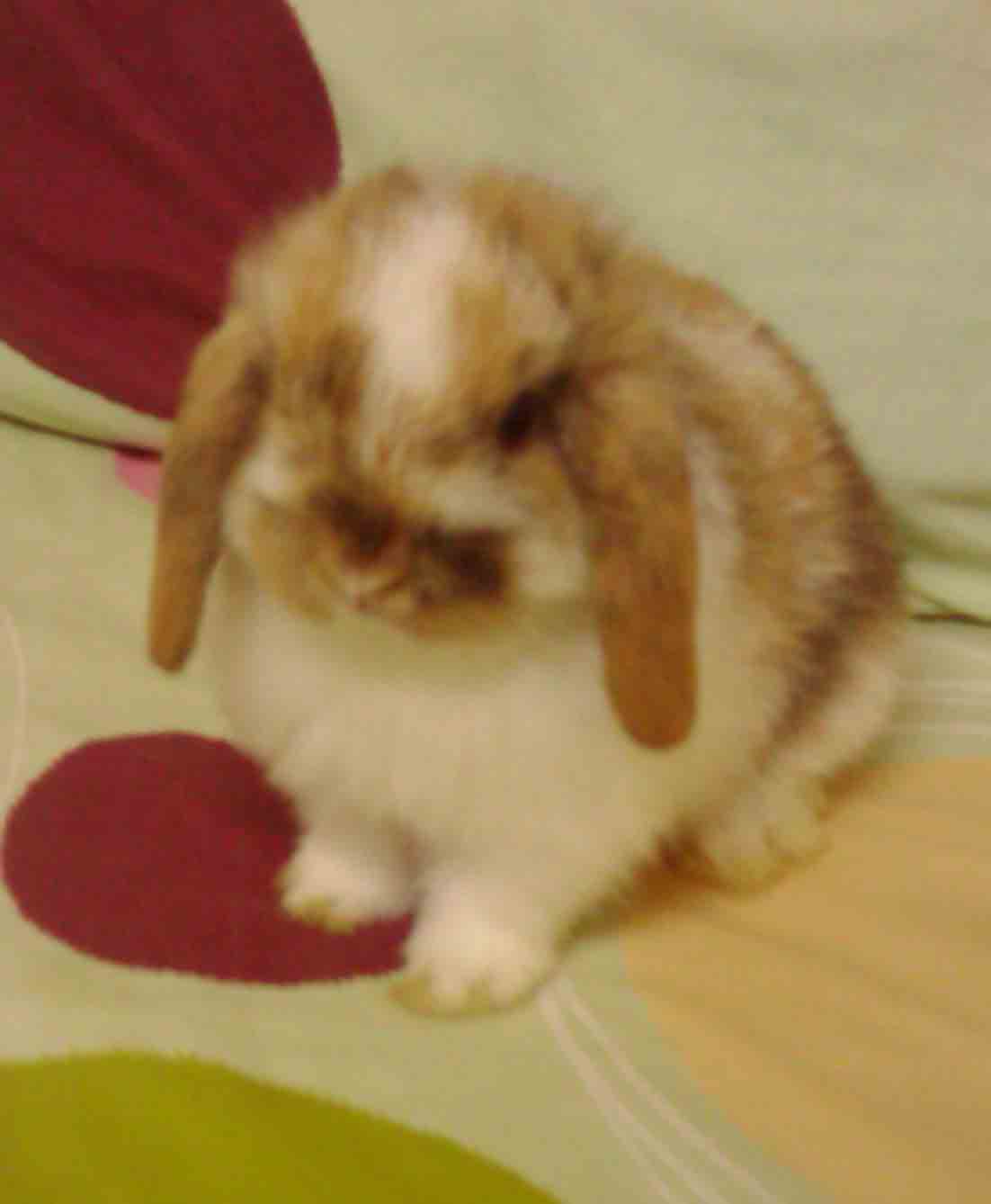 Holland Lop 100% สี TRICOLOR น่ารักๆ สีหายาก ราคาเบาๆ รูปที่ 6