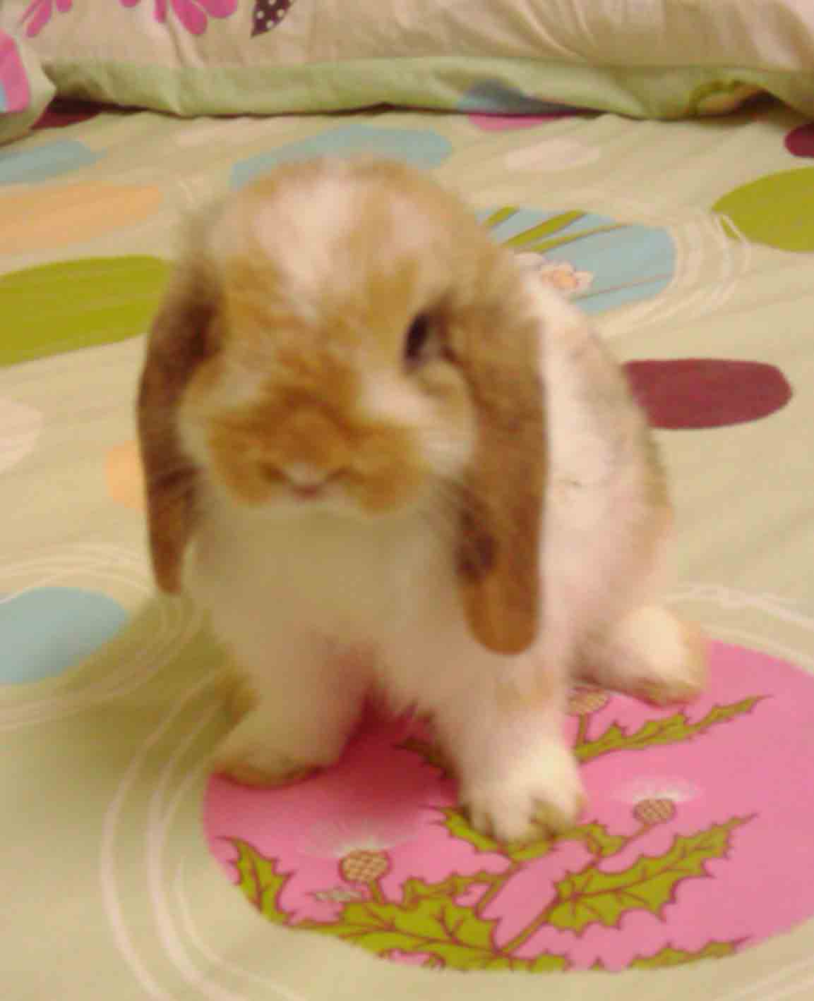 Holland Lop 100% สี TRICOLOR น่ารักๆ สีหายาก ราคาเบาๆ รูปที่ 5
