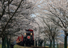 รูปย่อ เที่ยวญี่ปุ่น!! ชมซากุระ นั่งรถไฟสายธรรมชาติ เที่ยวเมืองมรดกโลกเกียวโต ทาคายาม่า หมู่บ้านมรดกโลกชิราคาวาโกะ ชมกำแพงหิมะ รูปที่2