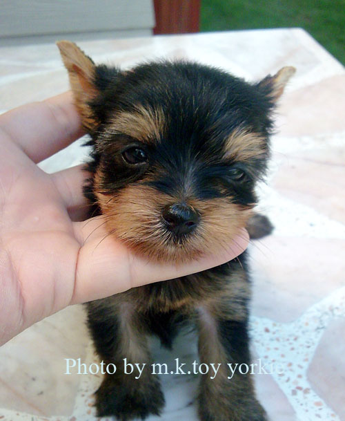 ลูกยอร์คจากบ้าน m.k.toy yorkie มีใบเพดดีกรี รูปที่ 1