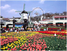 รูปย่อ Crystal-KET02 Korea Spring 5 Days 3 Nts  By T’Way รูปที่3
