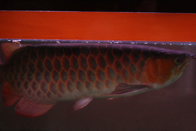 Super Red 23-24