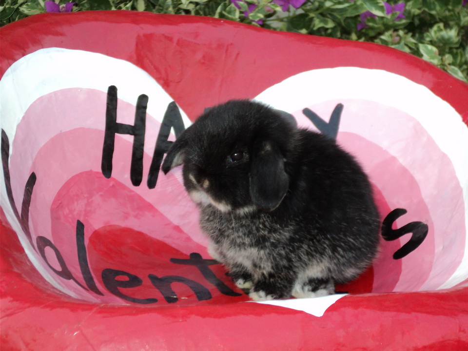ราคาพิเศษ holland lop black otter 100% by rabbit style ชุดที่1 รูปที่ 4