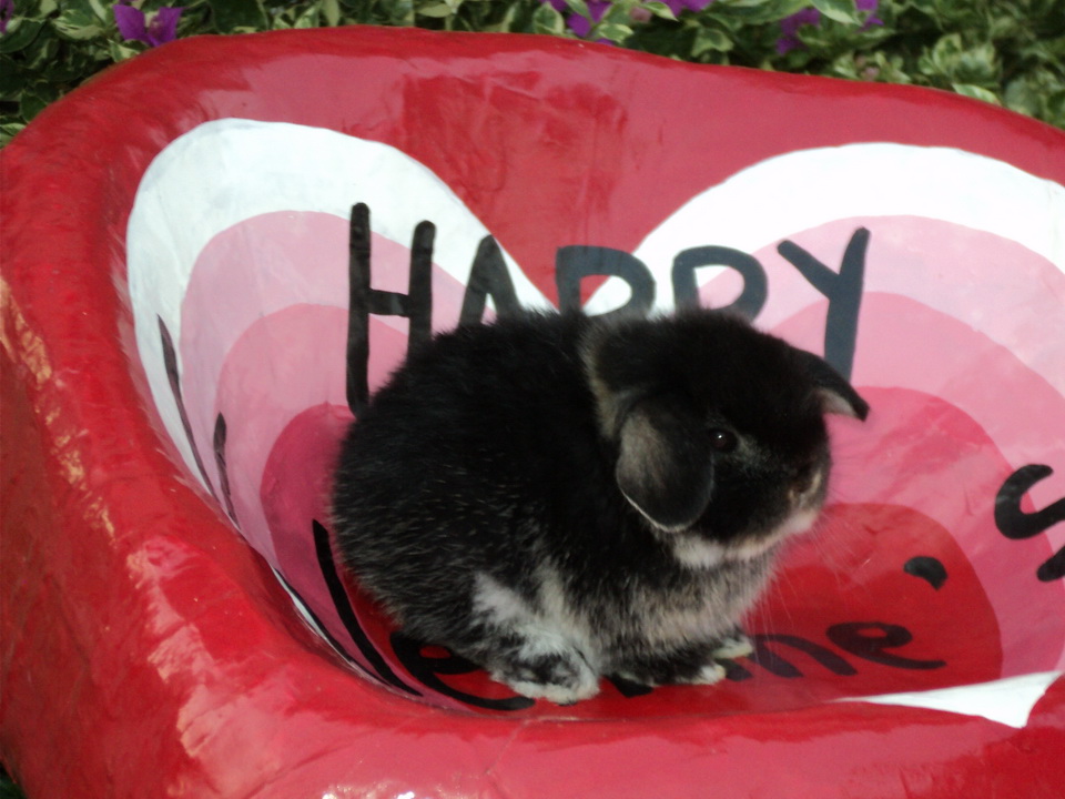 ราคาพิเศษ holland lop black otter 100% by rabbit style ชุดที่1 รูปที่ 5