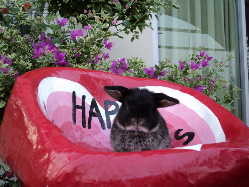 ราคาพิเศษ holland lop black otter 100% by rabbit style ชุดที่1 รูปที่ 3