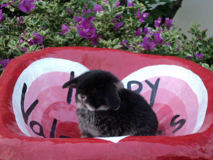 ราคาพิเศษ holland lop black otter 100% by rabbit style ชุดที่1 รูปที่ 2