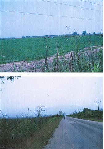ที่สวยแปลงใหญ่ การเกษตร เชียงราย(Land Large Beautiful Agriculture Chiang Rai)  รูปที่ 2
